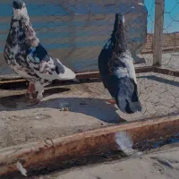 کفتر کبوترچپدم طوقی خال راست دم پشتی خال