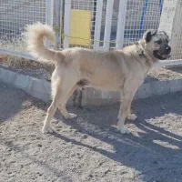 سگ سرابی مناسب برای گله