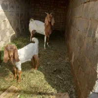 بزغاله نرو ماده ریز