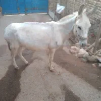 ماده خرجوان|حیوانات مزرعه|قیدار, |دیوار