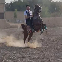 اسب کورد|اسب و تجهیزات اسب‌سواری|میبد, |دیوار