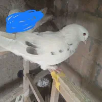 دوتا ماده غریب گیری