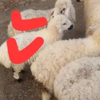 گوسفند چاق پروار|حیوانات مزرعه|نیمروز, |دیوار