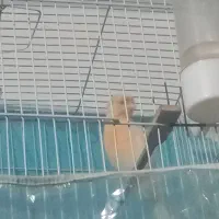 قناری نر  جوجه پارسالی