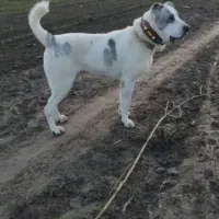 آلابای پسر هورکان