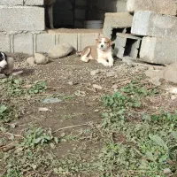 توله سراب دورگه