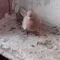 کفتر|پرنده|اردبیل, |دیوار