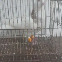 کبوتر پرشی|پرنده|اسفراین, |دیوار