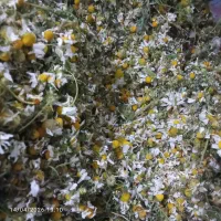 گل بابونه تازه تمیز