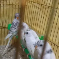 مرغ عشق جوان|پرنده|بندر ترکمن, |دیوار