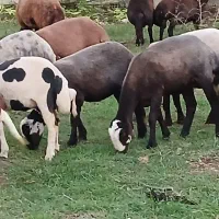 ۲۰عدد گوسفند داشتی همه کاوی|حیوانات مزرعه|ساری, |دیوار