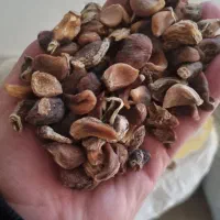 حپه پلار خشک سیر