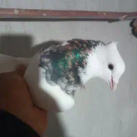 طوقی|پرنده|کرمانشاه, |دیوار