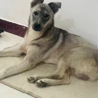 یک قلاده سگ