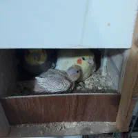 عروس هلندی ماده