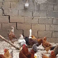 تعدادی مرغ خروس موجوده اردک محلی