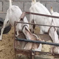 بز سانن دورگ