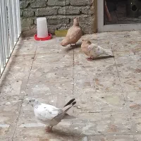 ابلاغ پرشی ماده|پرنده|میاندوآب, |دیوار