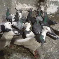 پرشی کبوتر بوم چناران