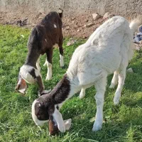 بز گلابی پاکستانی و بزغاله گلابی|حیوانات مزرعه|اصفهان, رهنان|دیوار