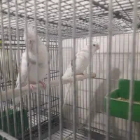 عروس پاریس|پرنده|رامشیر, |دیوار