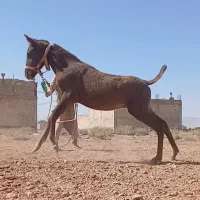 کره اسب ۴ماهه نریون