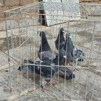 گردنبند کبوتر|بدلیجات|فردوس (خراسان), |دیوار