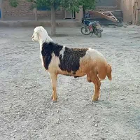 قوچ پلنگی