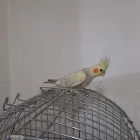 عروس هلندی ماده