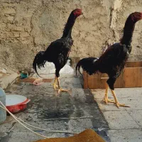 خروس لاری|حیوانات مزرعه|تهران, اتابک|دیوار