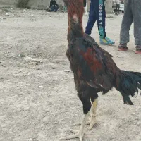 خروس لاری|حیوانات مزرعه|محمدشهر, کوی بهار|دیوار