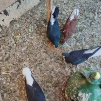 4عددسیاه پوش|پرنده|اقبالیه, |دیوار