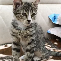 واگذاری رایگان گربه دو ماهه بازیگوش ولی مظلوم