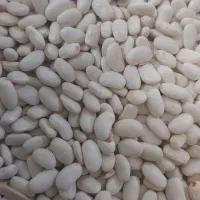 لوبیا سفید تازه وخوش پخت