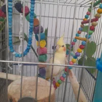 عروس هلندی زعفرونی بهترین نژاد