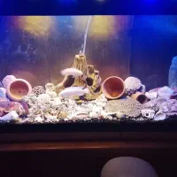 آکواریوم کامل با تمام تجهیزات و لوازم