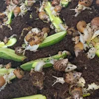 حلزون|خزنده|کرمان, |دیوار