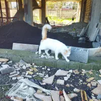 گربه خونگی|گربه|بندر انزلی, نیمه شعبان|دیوار