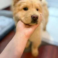 سگ چاو چاو|سگ|کرمان, |دیوار