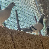 چندعددکبوتربرافروش دارم|پرنده|اندیمشک, |دیوار