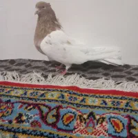 کله زرد ماده|پرنده|میانه, |دیوار