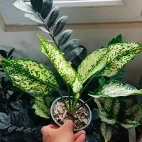 گل و گیاه آپارتمانی