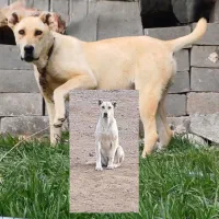 سگ ماده گم شده