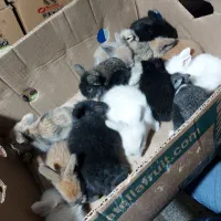 بچه خرگوش مینی لوپ خونگی اصفهان و نجف آباد|موش و خرگوش|نجفآباد, کهریزسنگ|دیوار