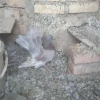 فروش کبوتر|پرنده|خمینی‌شهر, |دیوار