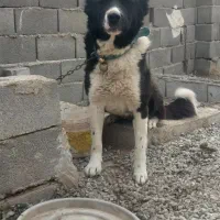 نرقهدریجانی ماده سرابی توله سرابی واگذاری سالم