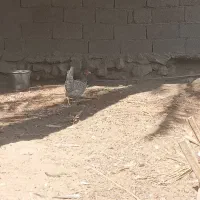 مرغ محلی طوسی|حیوانات مزرعه|برازجان, |دیوار