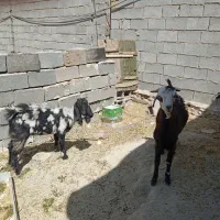 بز پاکستانی|حیوانات مزرعه|شیراز, گچی|دیوار