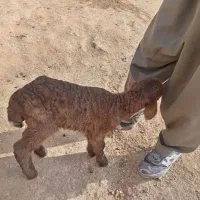 بره شیری.|حیوانات مزرعه|خوشاب, |دیوار