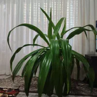 گل اشک ملکه